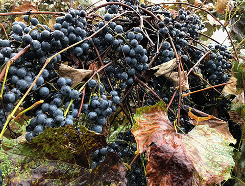 Ripe Concord Grapes on a Vine